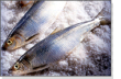 魚「ベンデンイ」と いわれる人はどんな人？