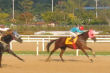 そうだ！競馬場に行こう！